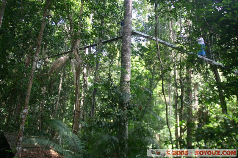 Canopy walkway
Mots-clés: Jungle Treking Kuala Tahan Malaysia Taman Negara canopy walkway tropical rain forest