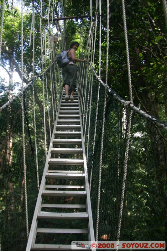 Canopy walkway
Mots-clés: Jungle Treking Kuala Tahan Malaysia Taman Negara canopy walkway tropical rain forest