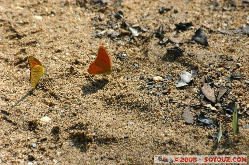 Butterfly
Mots-clés: Jungle Treking Kuala Tahan Malaysia Taman Negara canopy walkway tropical rain forest