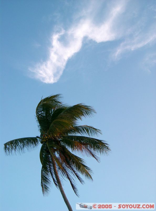 Palmier - Palmtree
Mots-clés: Kecil Malaysia Perhentian Islands beach diving paradis paradise plongés scuba