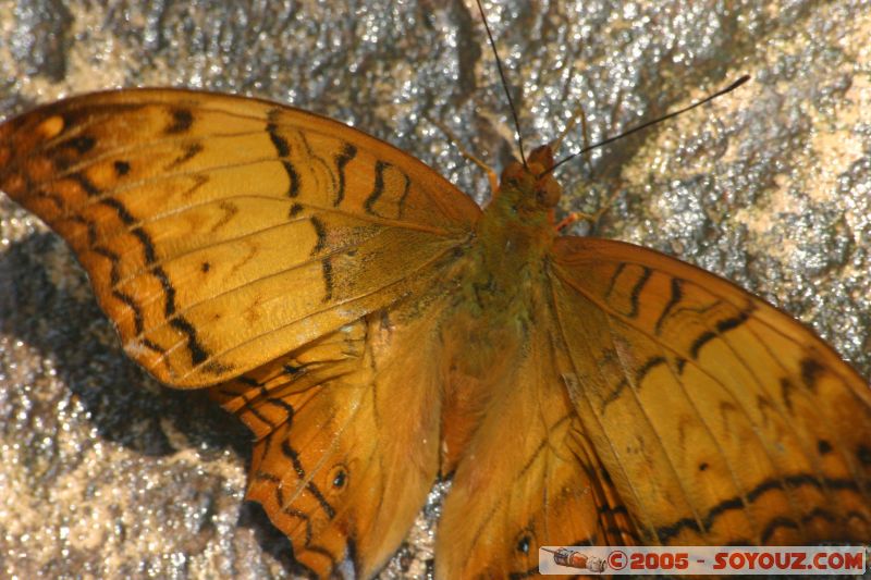 Mots-clés: Kuala Lumpur Malaysia butterflies butterfly butterfly farm papillon papillons