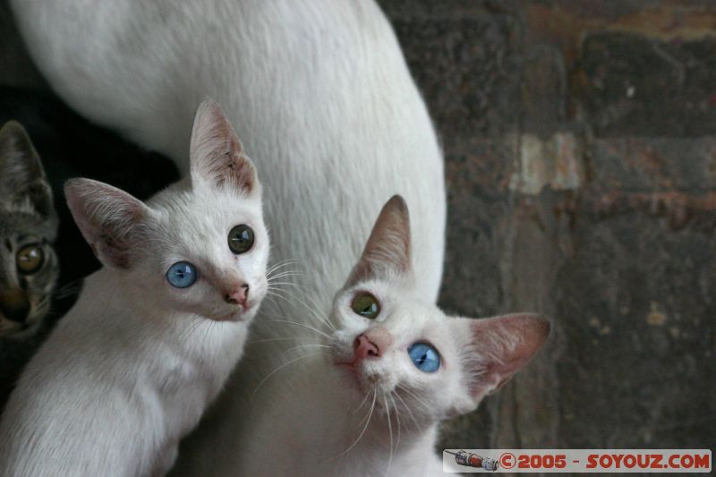 Blue and brown eyes cat with brown and blue eyes cat
Mots-clés: A Famosa Cheng Hoon Teng Dutch Square Independence Malacca Malaysia Melaka Saint Francis Xavier