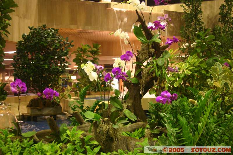 Orchid�es / Orchards
