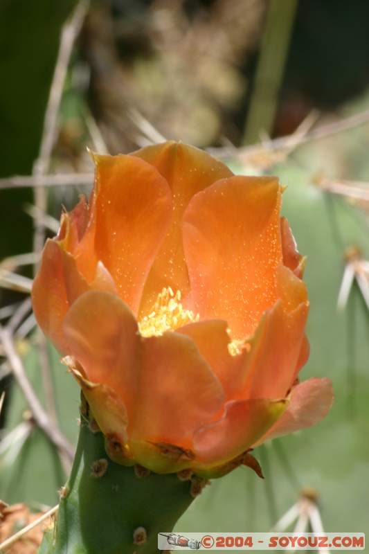 Fleur de cactus
