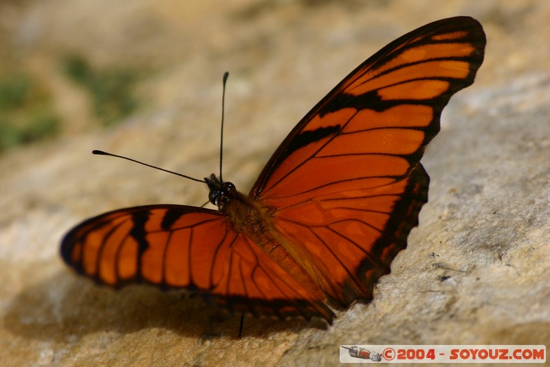 Bonampak - papillons
Mots-clés: animals papillon