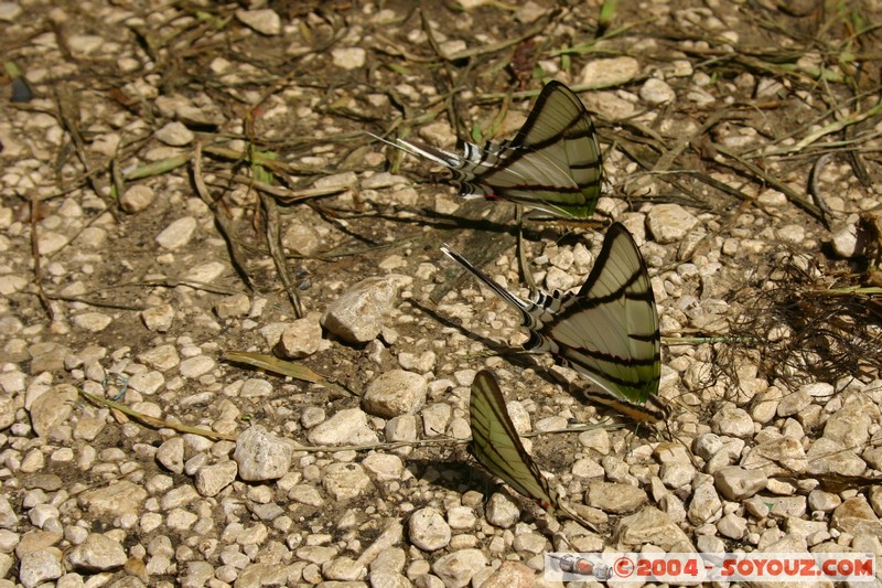 Bonampak - papillons
Mots-clés: animals papillon