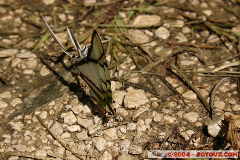 Bonampak - papillons
Mots-clés: animals papillon