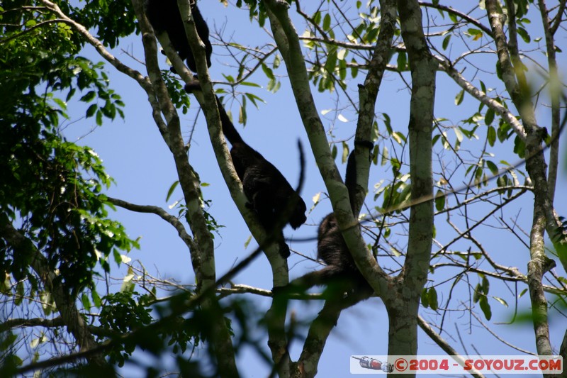 Yaxchilan - singes
Mots-clés: animals singes