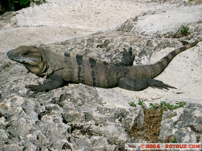 Iguane
Mots-clés: animals Iguane