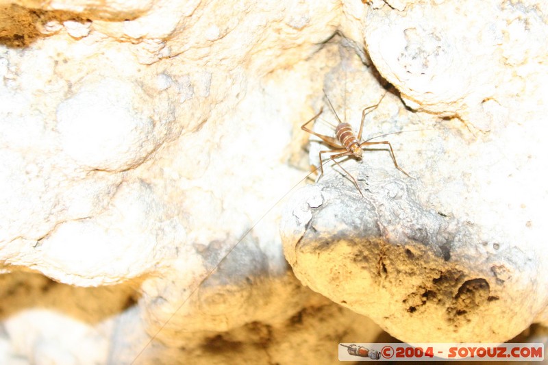 Les Grottes de Loltun - sauterelle
Mots-clés: grotte
