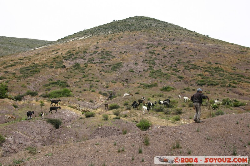 Real de Catorce - Berger
Mots-clés: animals chevre