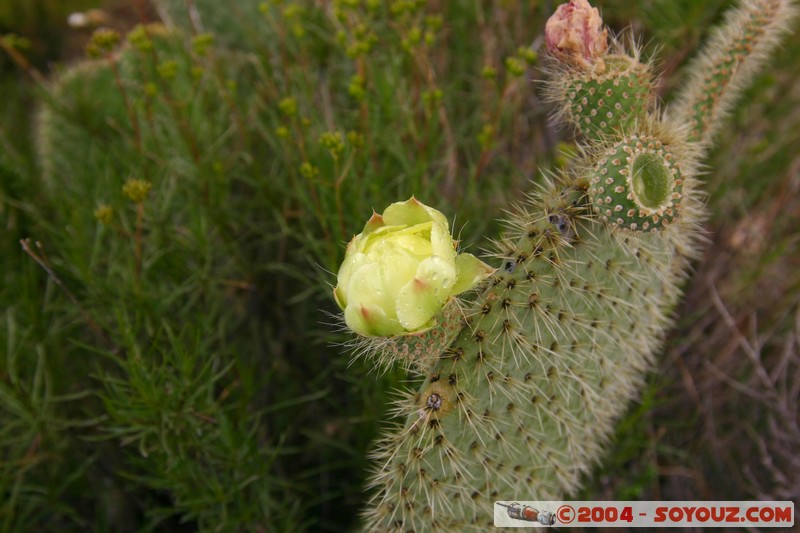 Real de Catorce
Mots-clés: fleur