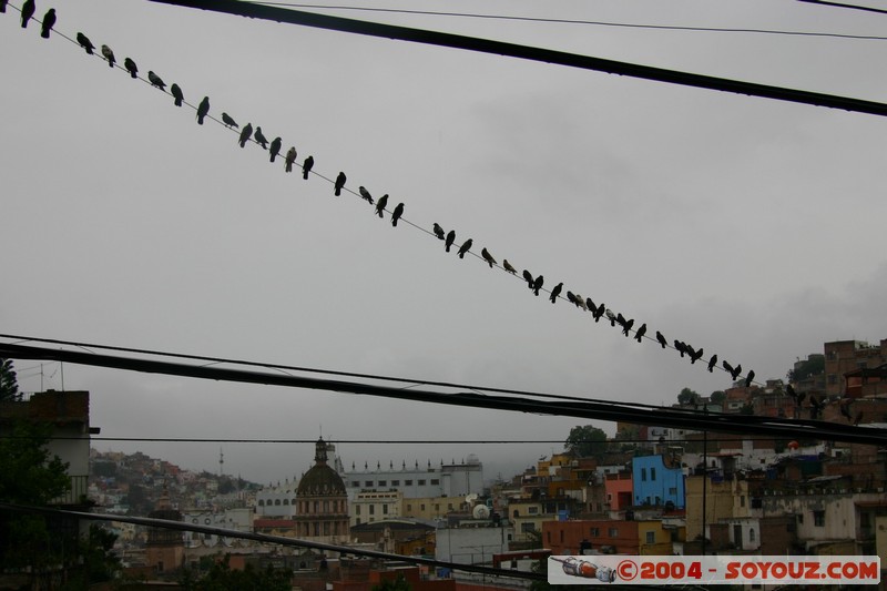 Guanajuato
Mots-clés: oiseau