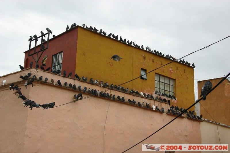 Guanajuato - pigeons!
Mots-clés: oiseau pigeon