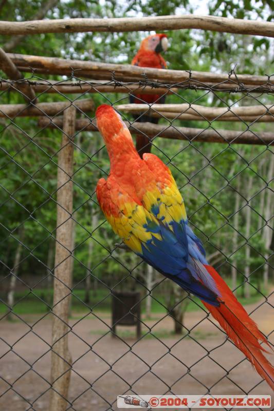 Perroquet Guacamaya
