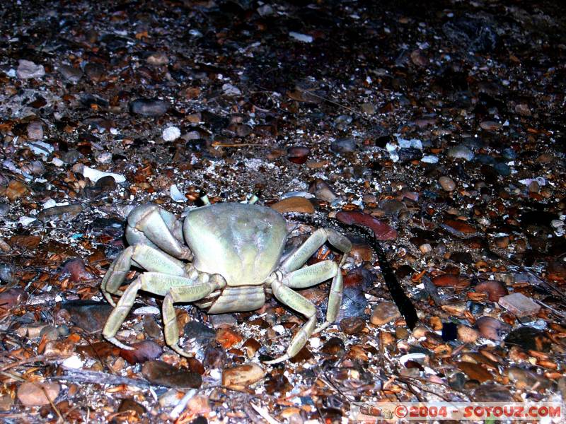 Crabe
