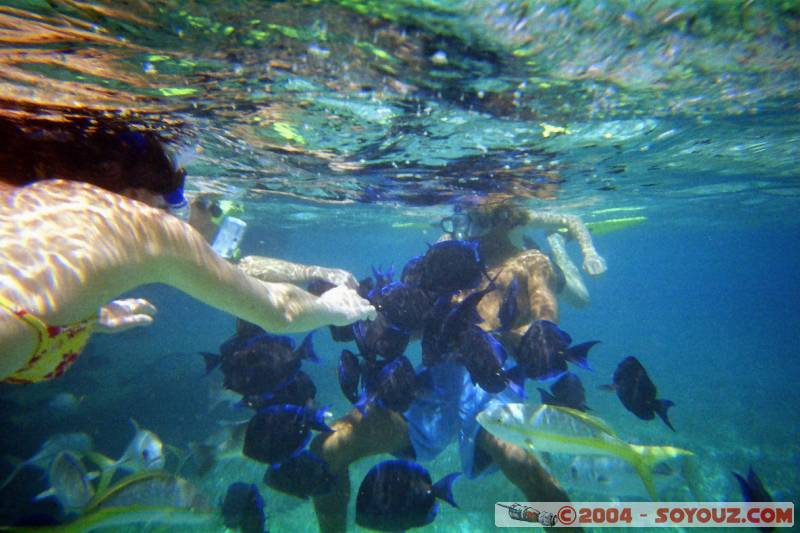 Underwater friends

