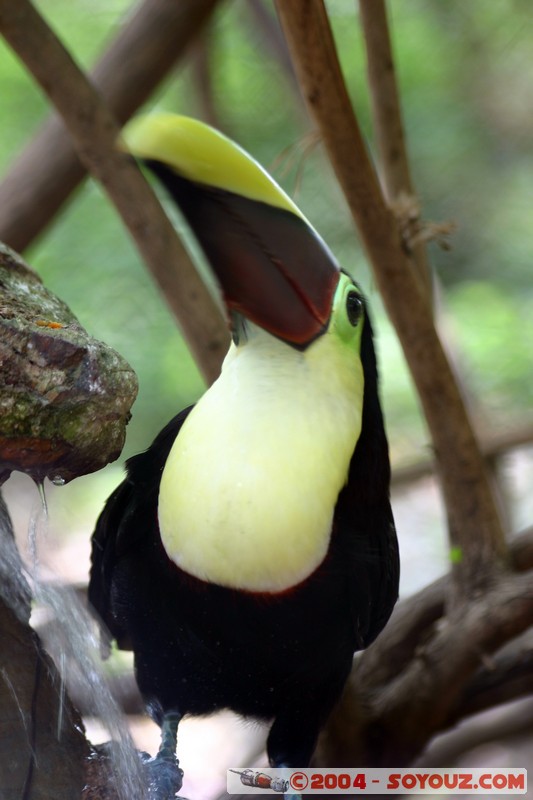 Tucan de Swainson
Mots-clés: Ecuador animals oiseau Tucan de Swainson Toucan