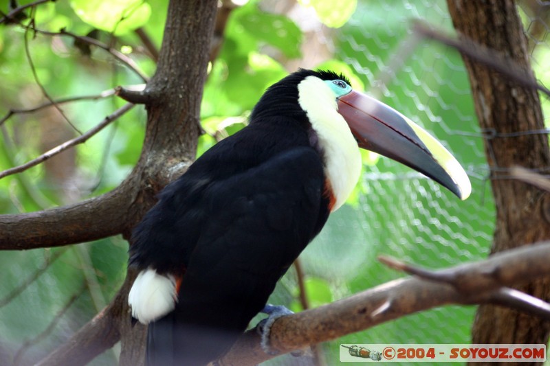 Tucan de Swainson
Mots-clés: Ecuador animals oiseau Tucan de Swainson Toucan