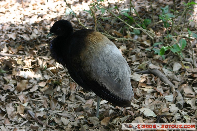 Trompetero
Mots-clés: Ecuador animals oiseau Trompetero