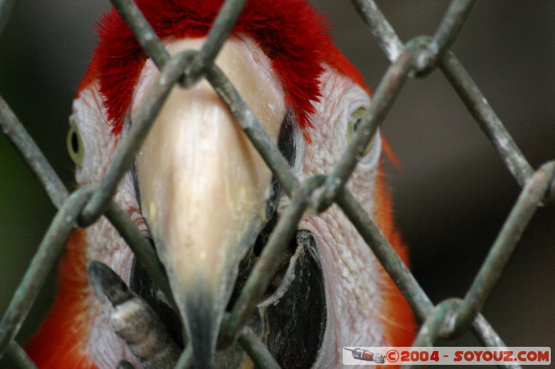 Papagayo Escarlata
Mots-clés: Ecuador animals oiseau perroquet