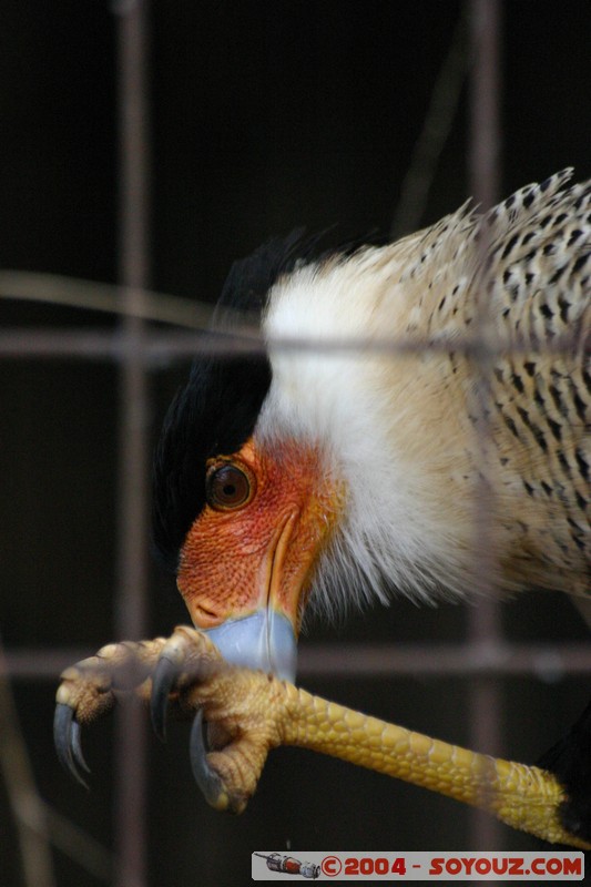 Aguila Andina
Mots-clés: Ecuador animals oiseau Aigle