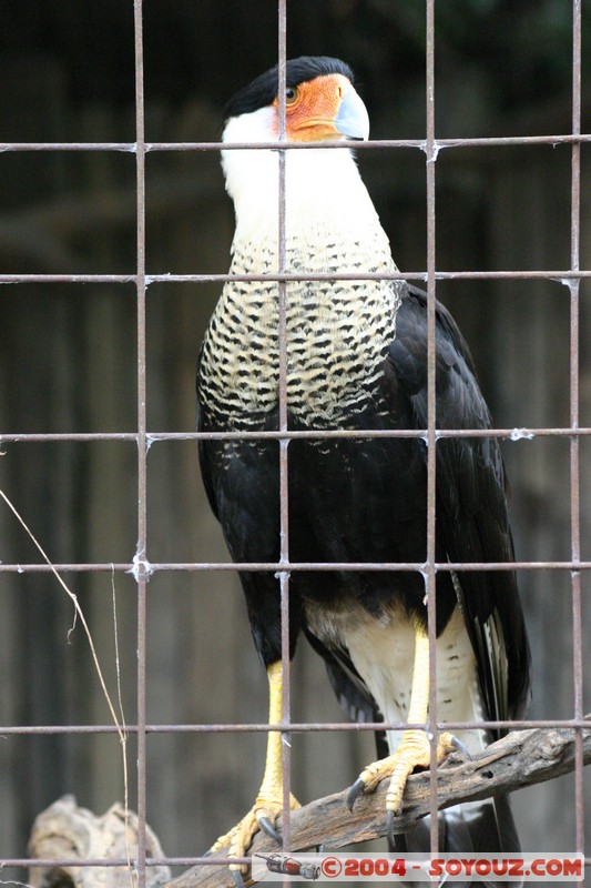 Aguila Andina
Mots-clés: Ecuador animals oiseau Aigle
