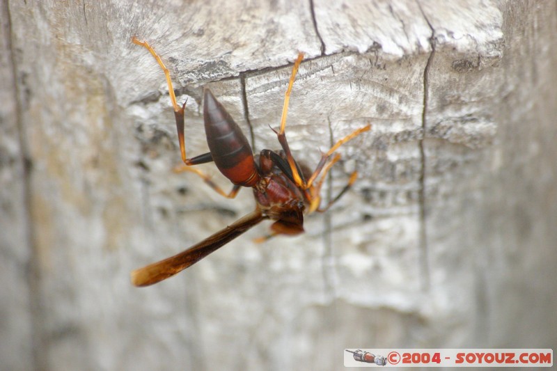 Guepe
Mots-clés: Ecuador animals Insecte