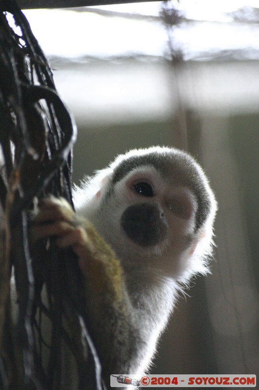 Mono Ardilla
Mots-clés: Ecuador animals singes