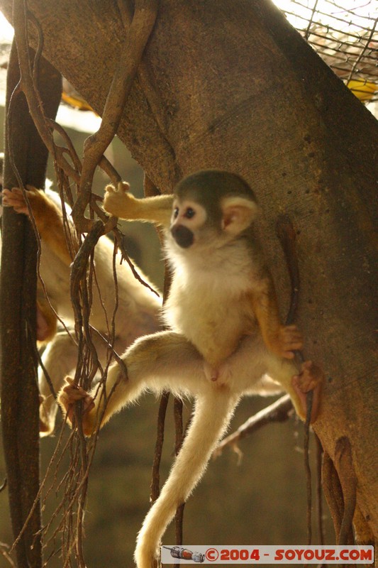 Mono Ardilla
Mots-clés: Ecuador animals singes