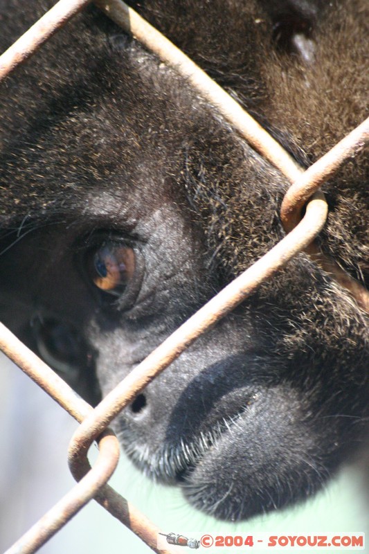 Mono Lanudo de Poppig
Mots-clés: Ecuador animals singes