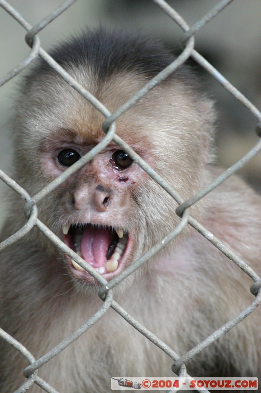 Mono Capucino
Mots-clés: Ecuador animals singes