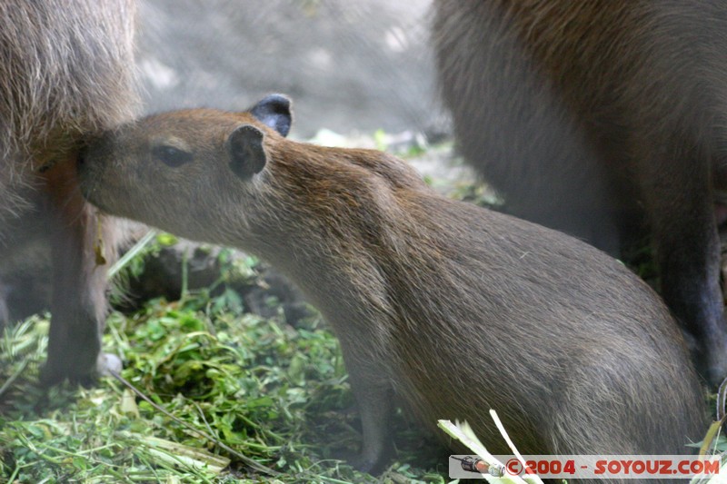 Capibara
Mots-clés: Ecuador animals capybara
