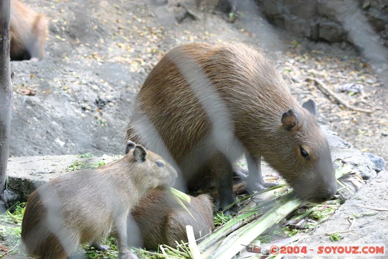 Capibara
Mots-clés: Ecuador animals capybara