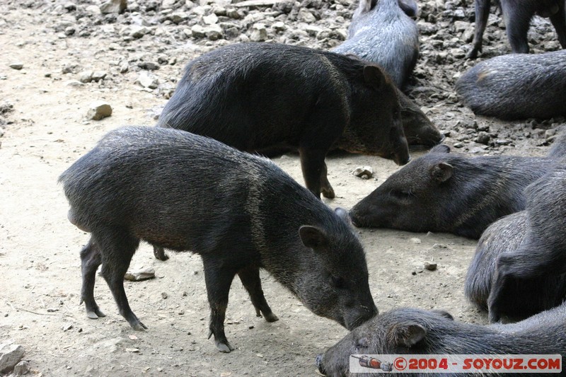 Pecari de Collar
Mots-clés: Ecuador animals sanglier