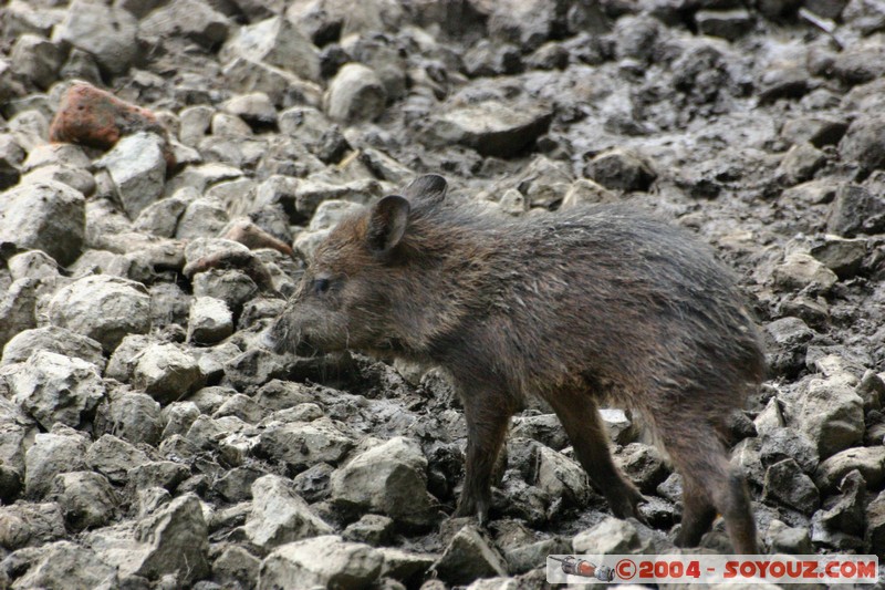 Pecari de Collar
Mots-clés: Ecuador animals sanglier