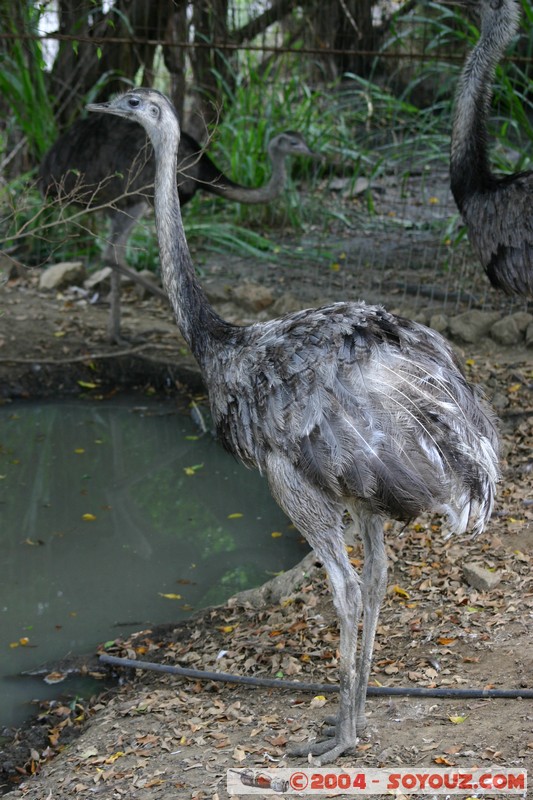 Nandu
Mots-clés: Ecuador animals oiseau Nandu