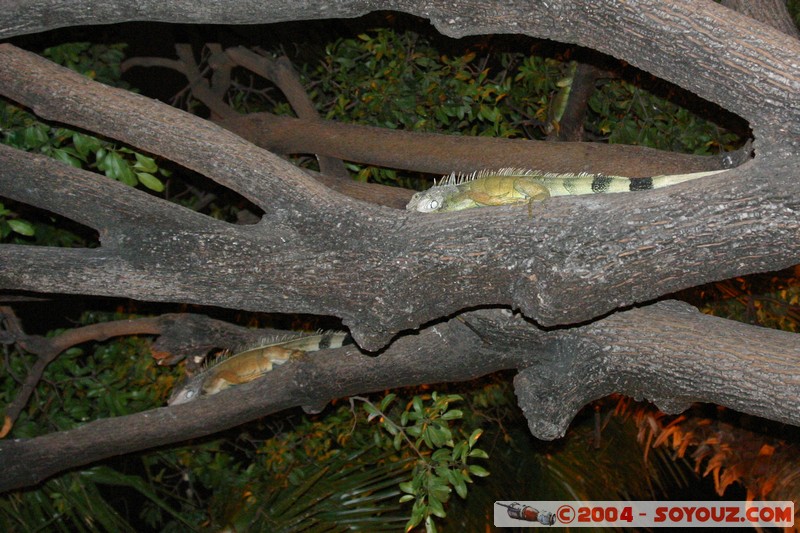 Guayaquil - Parque Bolivar - Iguanas
Mots-clés: Ecuador Nuit animals Iguane