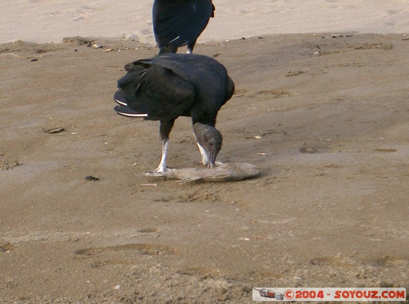 Puerto Lopez
Mots-clés: Ecuador animals oiseau