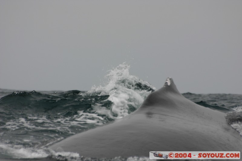  Parque Nacional Machalilla - Baleine de Humpback
Mots-clés: Ecuador animals Baleine Baleine de Humpback