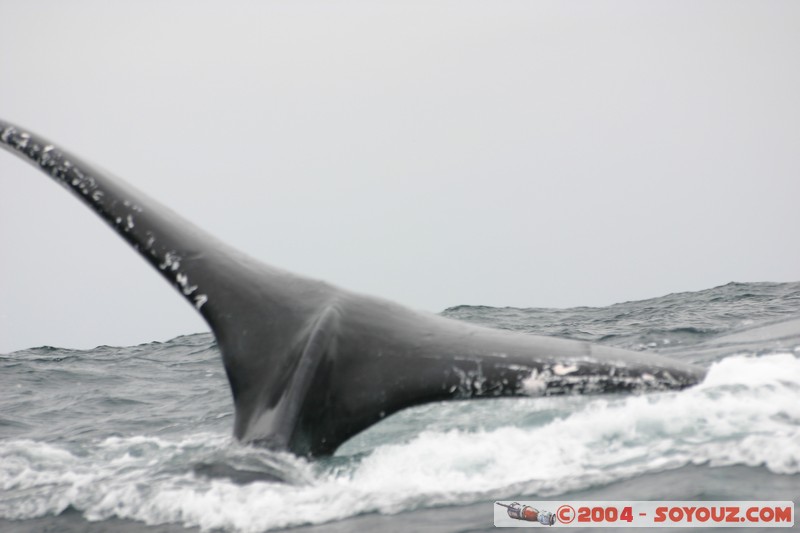  Parque Nacional Machalilla - Baleine de Humpback
Mots-clés: Ecuador animals Baleine Baleine de Humpback