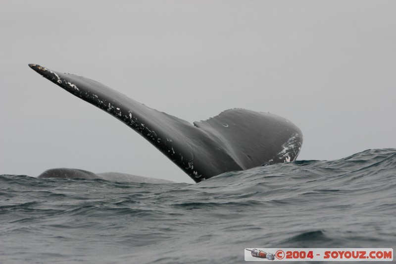  Parque Nacional Machalilla - Baleine de Humpback
Mots-clés: Ecuador animals Baleine Baleine de Humpback