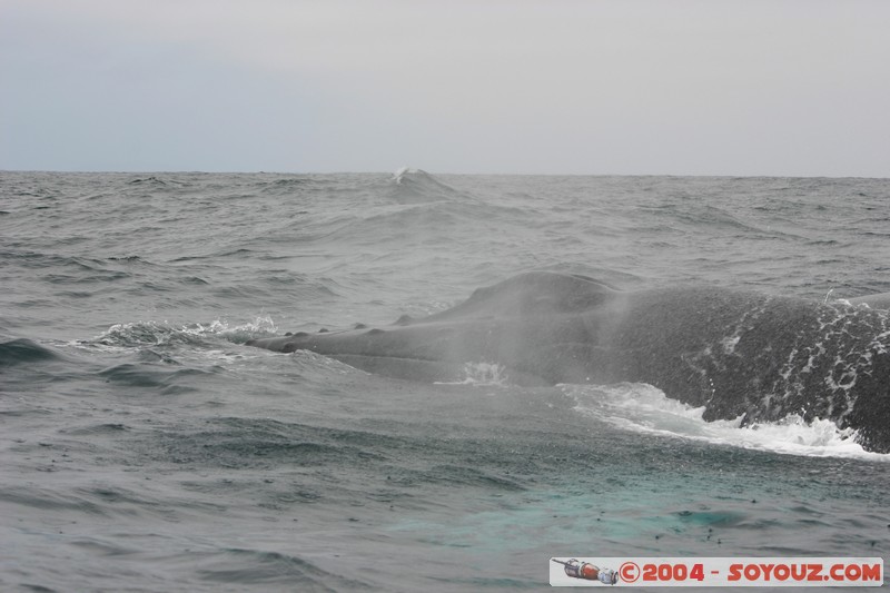  Parque Nacional Machalilla - Baleine de Humpback
Mots-clés: Ecuador animals Baleine Baleine de Humpback