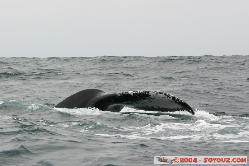  Parque Nacional Machalilla - Baleine de Humpback
Mots-clés: Ecuador animals Baleine Baleine de Humpback