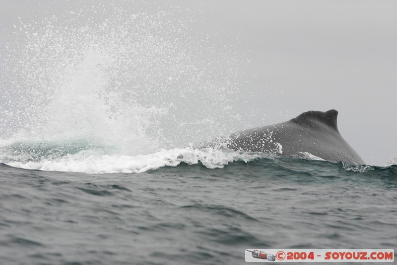  Parque Nacional Machalilla - Baleine de Humpback
Mots-clés: Ecuador animals Baleine Baleine de Humpback