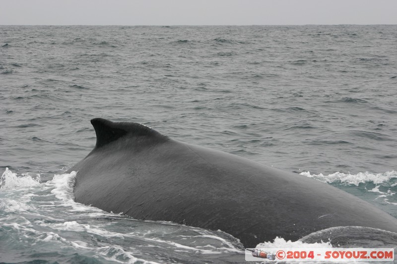  Parque Nacional Machalilla - Baleine de Humpback
Mots-clés: Ecuador animals Baleine Baleine de Humpback