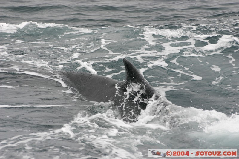  Parque Nacional Machalilla - Baleine de Humpback
Mots-clés: Ecuador animals Baleine Baleine de Humpback