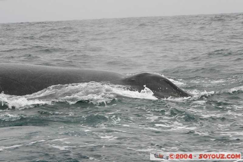  Parque Nacional Machalilla - Baleine de Humpback
Mots-clés: Ecuador animals Baleine Baleine de Humpback