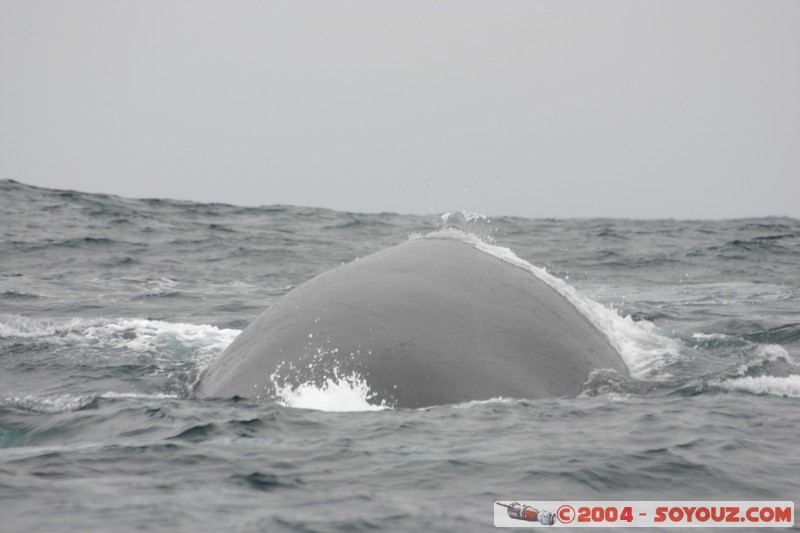 Parque Nacional Machalilla - Baleine de Humpback
Mots-clés: Ecuador animals Baleine Baleine de Humpback