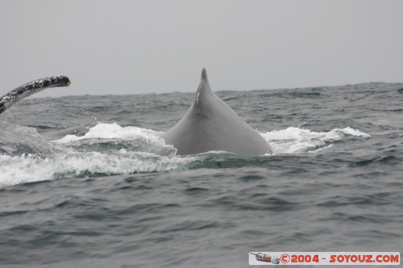 Parque Nacional Machalilla - Baleine de Humpback
Mots-clés: Ecuador animals Baleine Baleine de Humpback